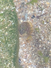 Coryphoblennius galerita