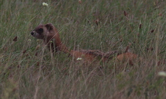 Mustela eversmanii