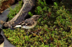 Melanodryas cucullata