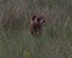 Mustela eversmanii