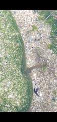 Coryphoblennius galerita