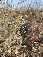 Eriogonum wrightii