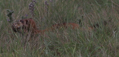 Mustela eversmanii