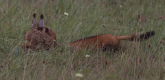 Mustela eversmanii