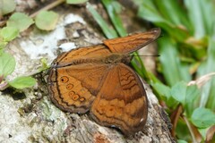 Junonia hedonia