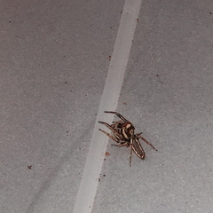 Opisthoncus serratofasciatus