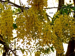 Cassia fistula