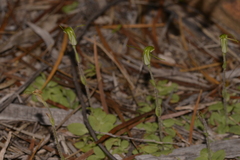 Pterostylis setulosa