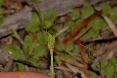 Pterostylis setulosa