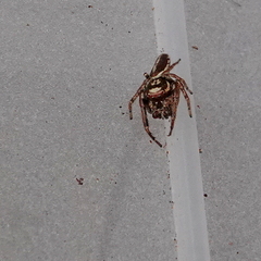 Opisthoncus serratofasciatus