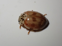 Harmonia quadripunctata