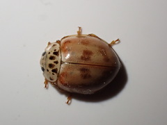 Harmonia quadripunctata