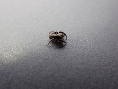 Pseudeuophrys lanigera