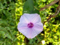 Ipomoea sagittifolia
