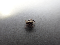 Pseudeuophrys lanigera