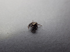 Pseudeuophrys lanigera