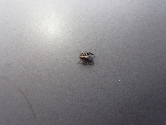 Pseudeuophrys lanigera