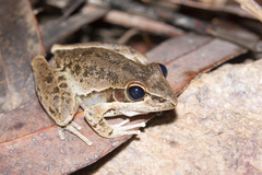 Litoria spaldingi