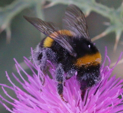 Bombus