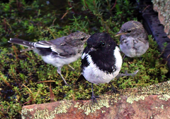 Melanodryas cucullata