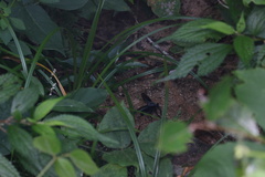 Microstylum oberthurii