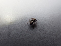 Pseudeuophrys lanigera