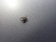 Pseudeuophrys lanigera