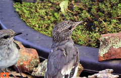 Melanodryas cucullata