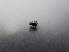 Pseudeuophrys lanigera