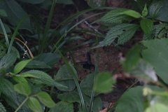 Microstylum oberthurii