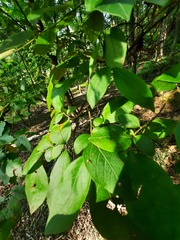 Vaccinium corymbosum