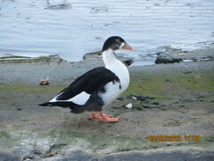 Anas platyrhynchos × Cairina moschata
