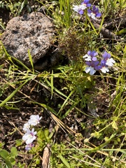 Nemesia affinis