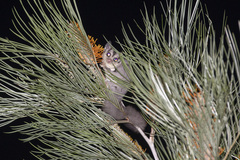 Petaurus breviceps ariel