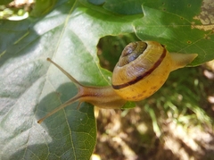 Cepaea hortensis