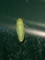Gyponini