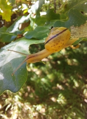 Cepaea hortensis