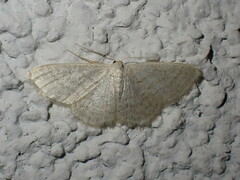 Idaea subsericeata