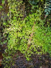 Callitriche muelleri