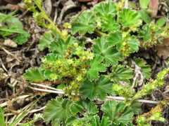Alchemilla orbiculata
