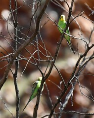 Melopsittacus undulatus