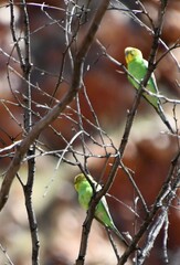 Melopsittacus undulatus