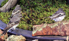 Melanodryas cucullata