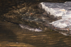 Hydromys chrysogaster