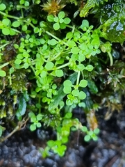 Callitriche muelleri