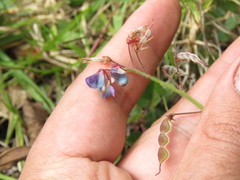 Desmodium molliculum