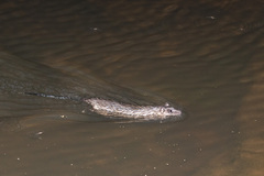 Hydromys chrysogaster