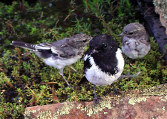 Melanodryas cucullata