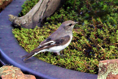 Melanodryas cucullata