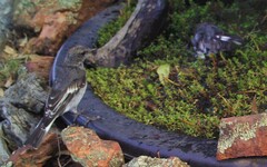 Melanodryas cucullata